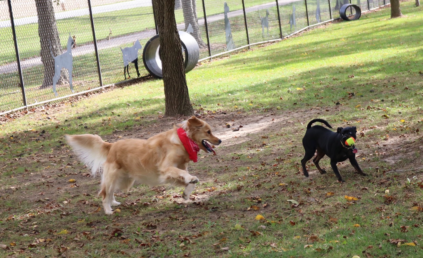 Dogs playing at Nappanee Dog Park